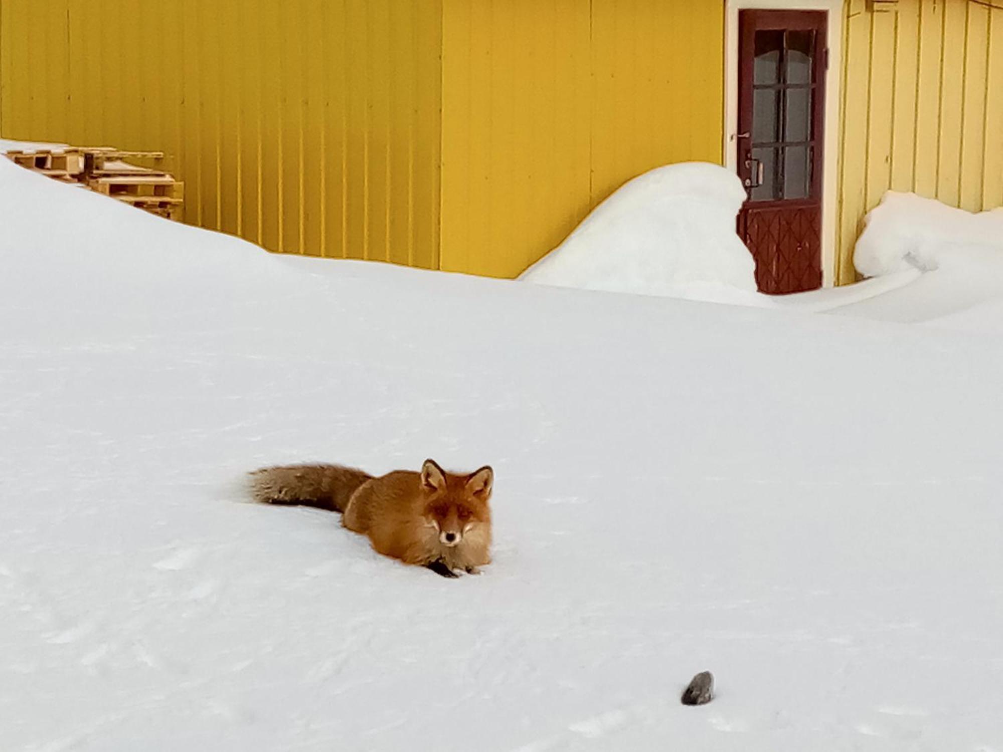 Kongsfjord Holiday Home Экстерьер фото